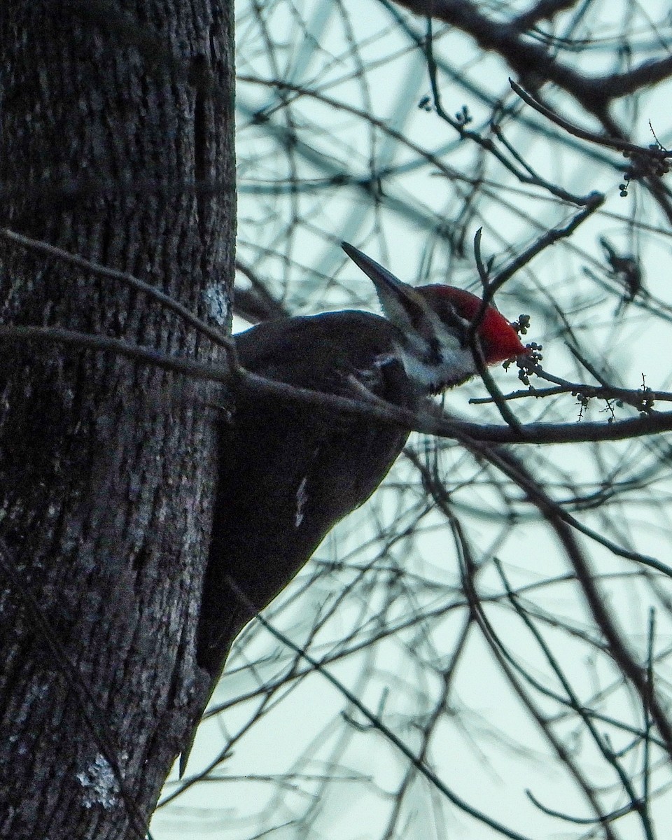 hvitbrynsvartspett - ML646397393