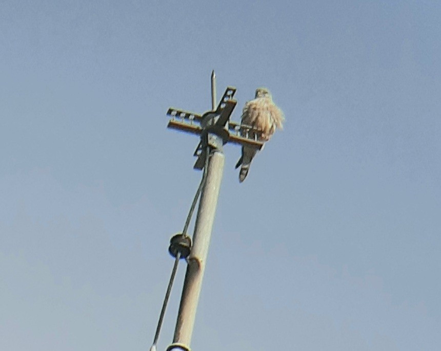 poštolka obecná - ML646397397