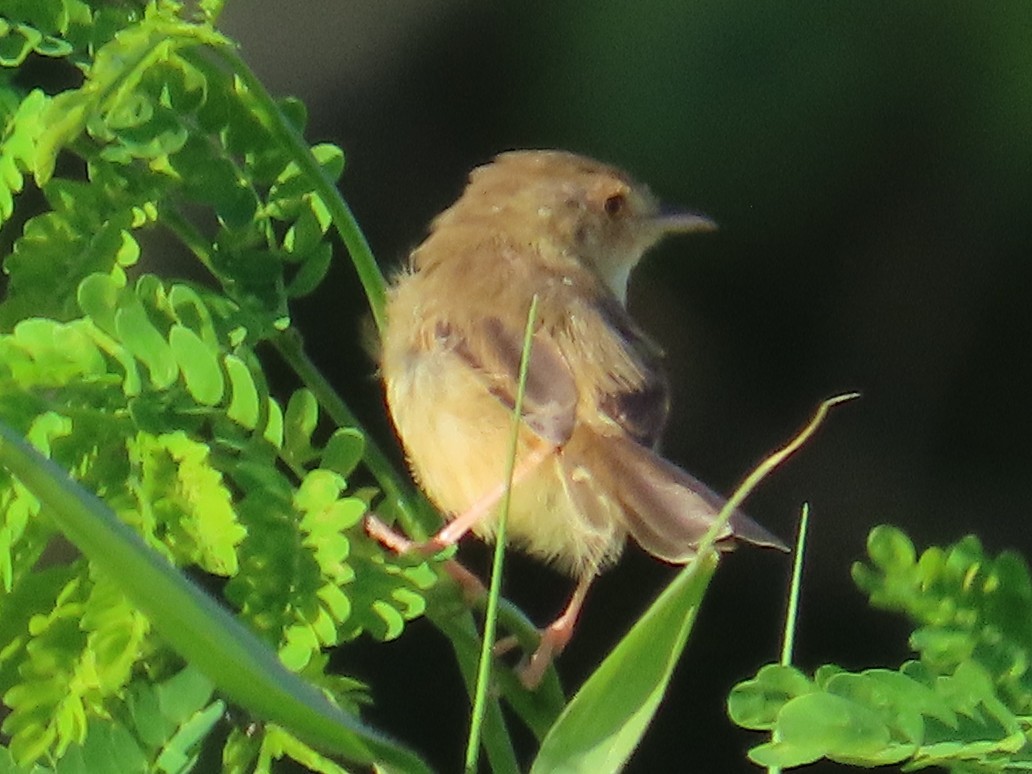 Prinia Sencilla - ML646397400