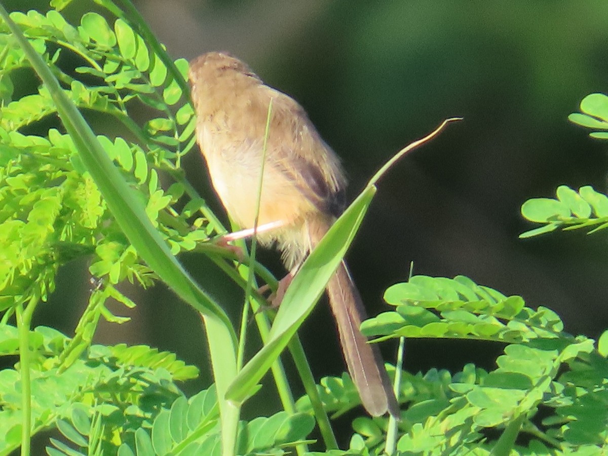 Prinia Sencilla - ML646397401