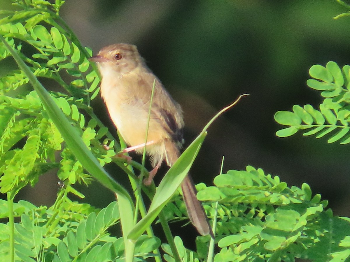 Prinia Sencilla - ML646397402