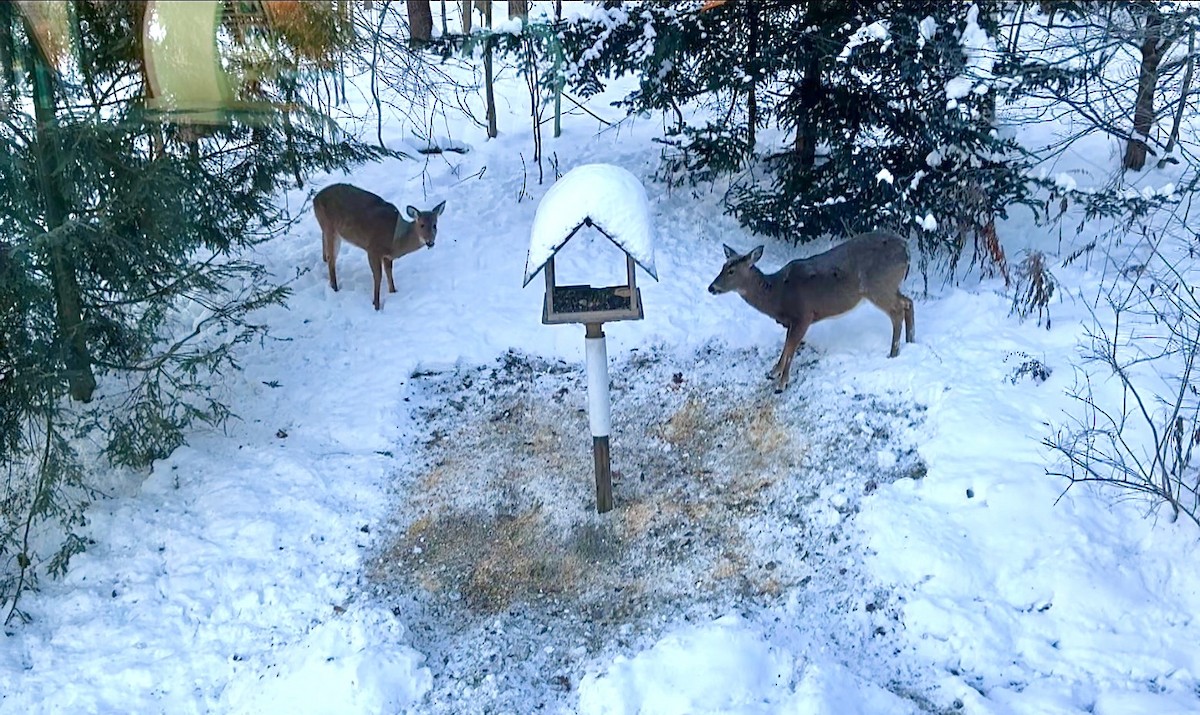 White-tailed Deer - ML646397404