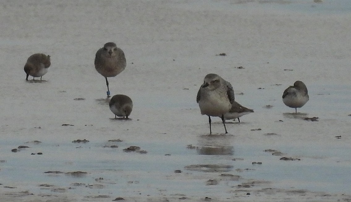 ダイゼン - ML646397406