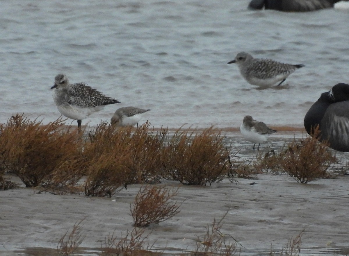 ダイゼン - ML646397407