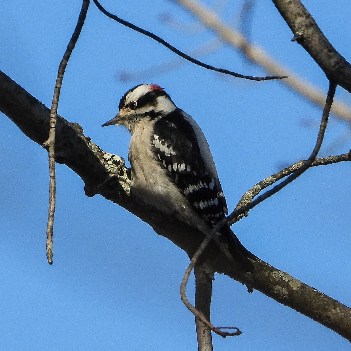 Downy Woodpecker - ML646397408