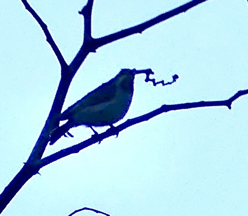 Southern Double-collared Sunbird - ML646397413