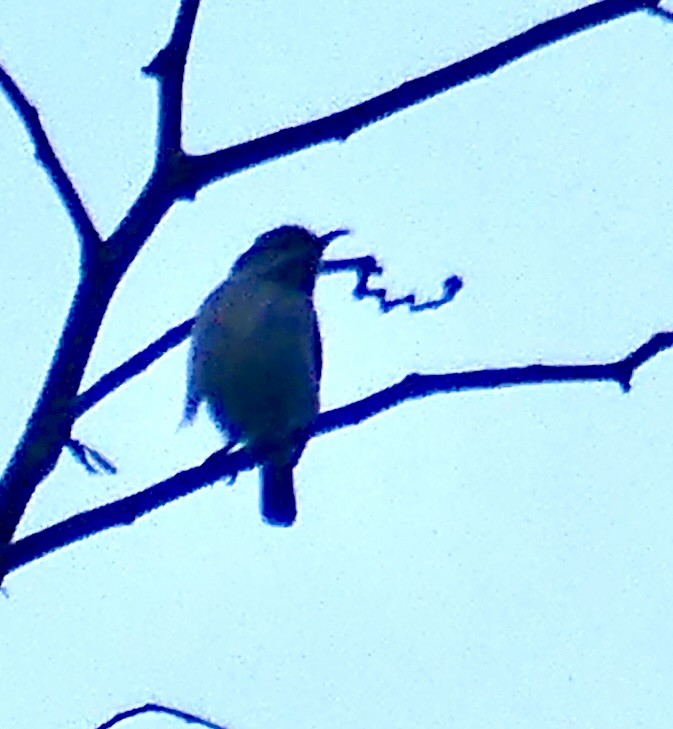 Southern Double-collared Sunbird - ML646397414