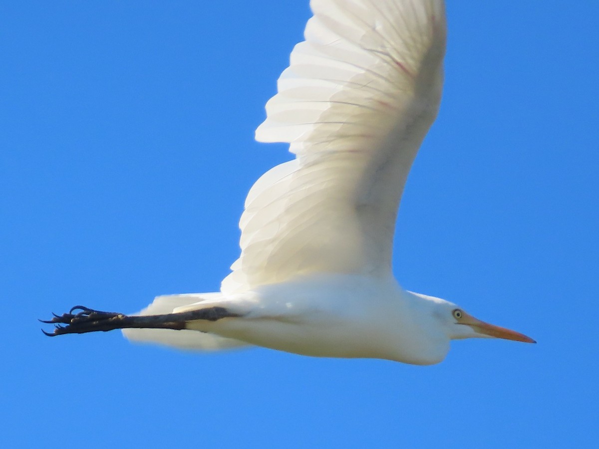 Eastern Cattle-Egret - ML646397415