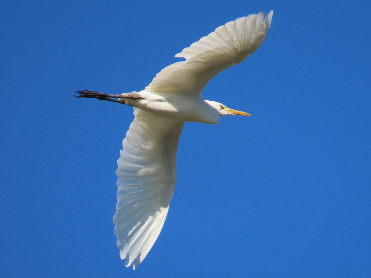 Eastern Cattle-Egret - ML646397416