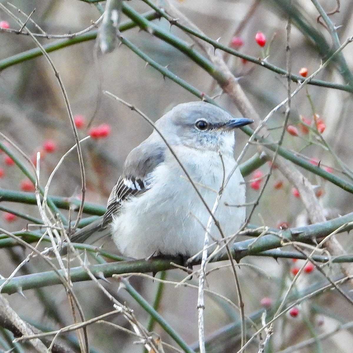 Gartenspottdrossel - ML646397417