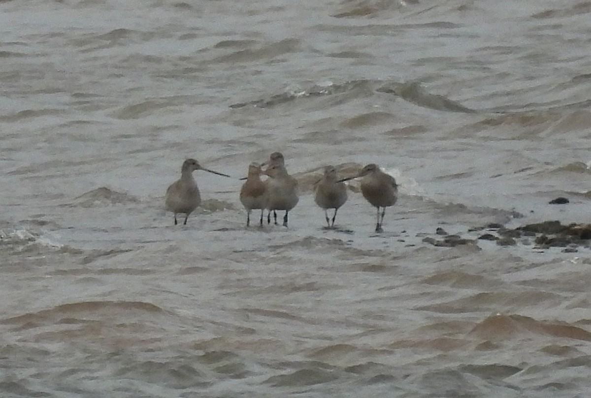 斑尾鷸 - ML646397421