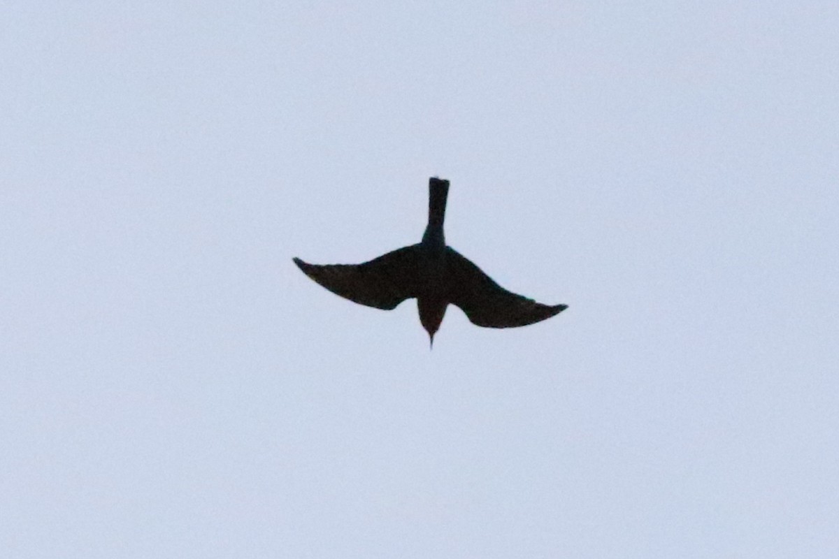 White-fronted Bee-eater - ML646397423