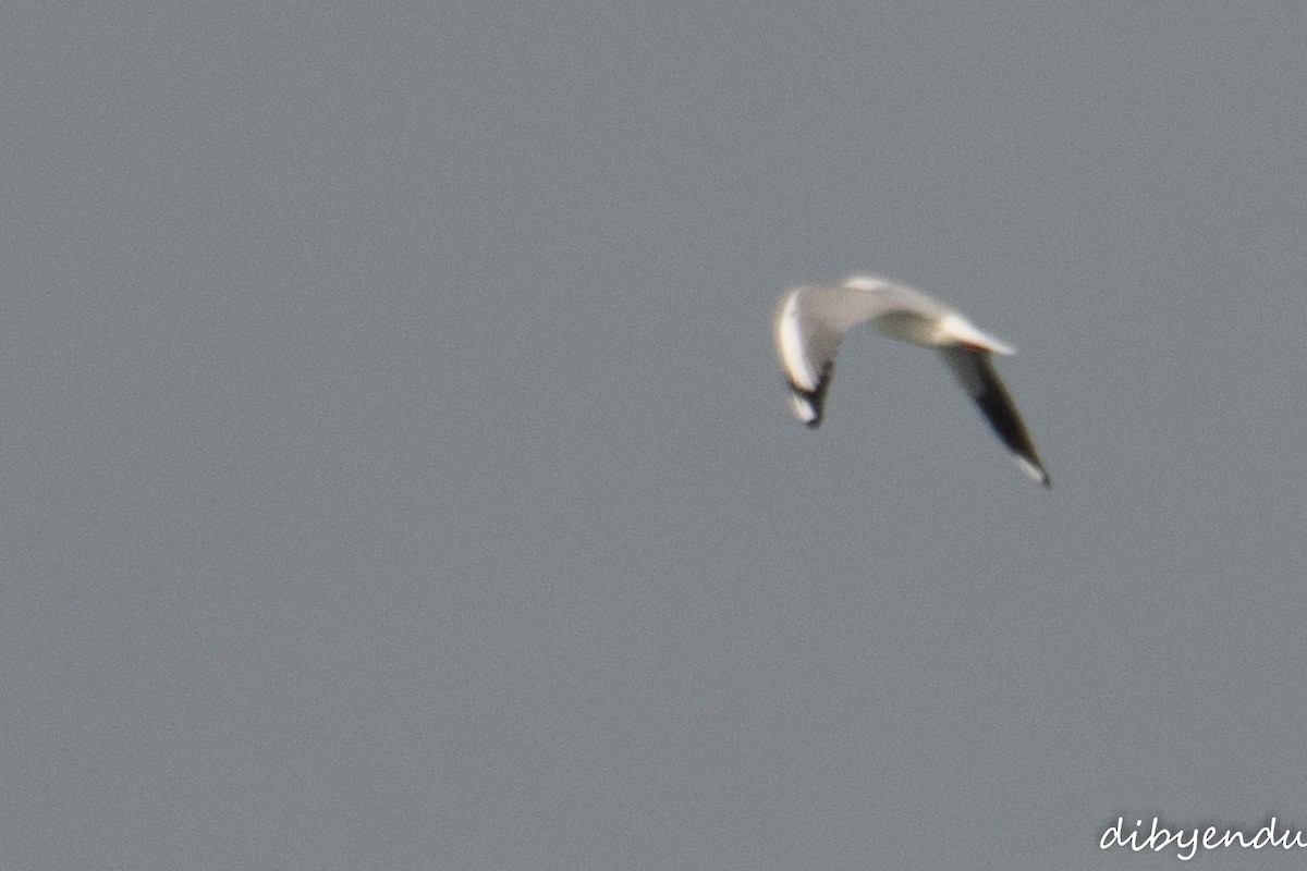 racek hnědohlavý - ML646397431