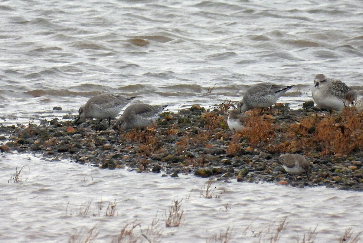 Побережник ісландський - ML646397432