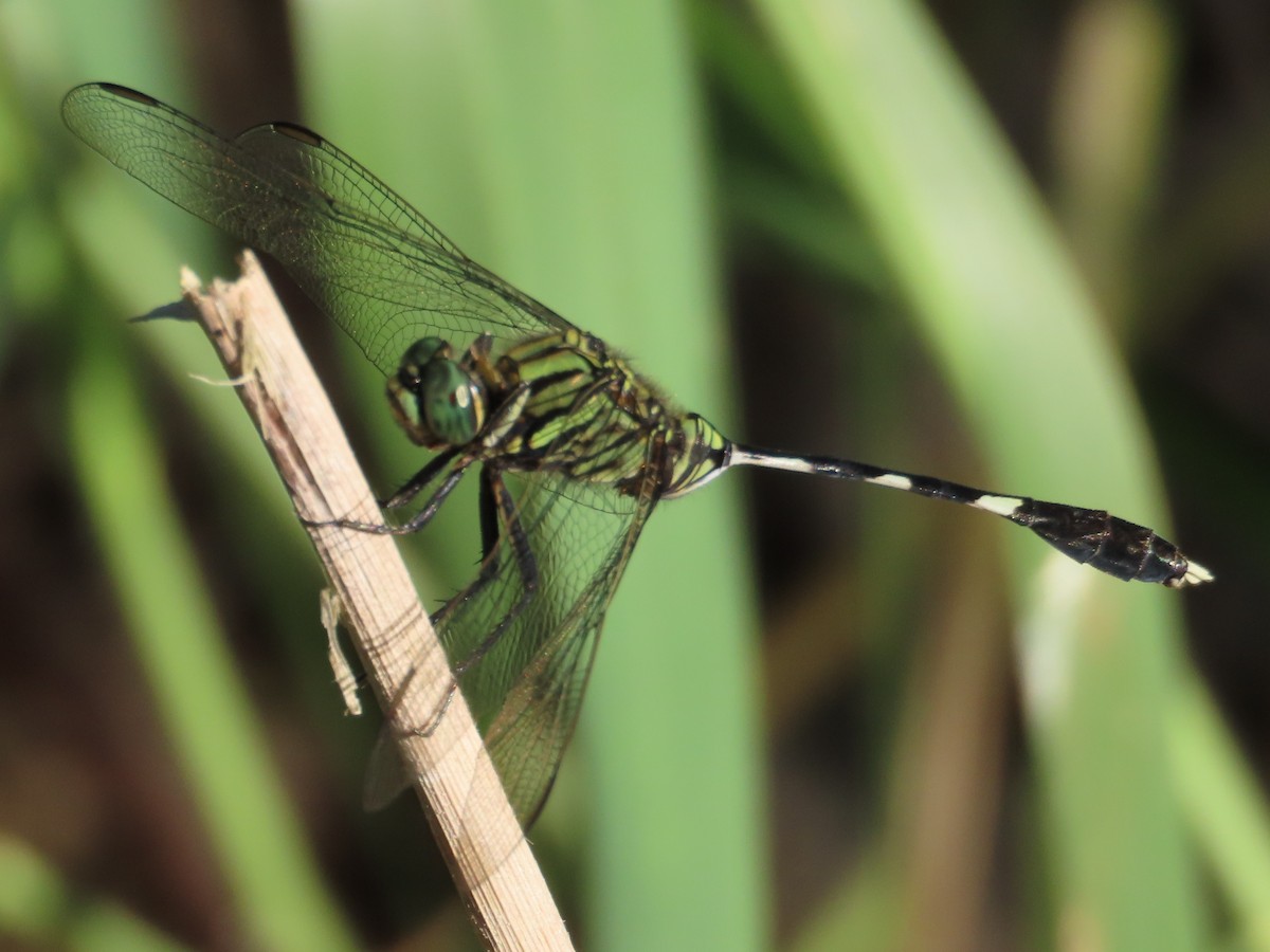 Animals - ML646397433