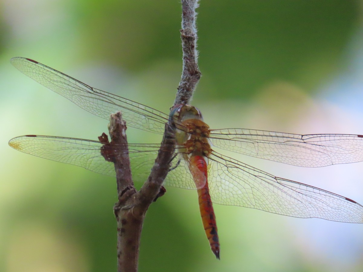 Animals - ML646397434