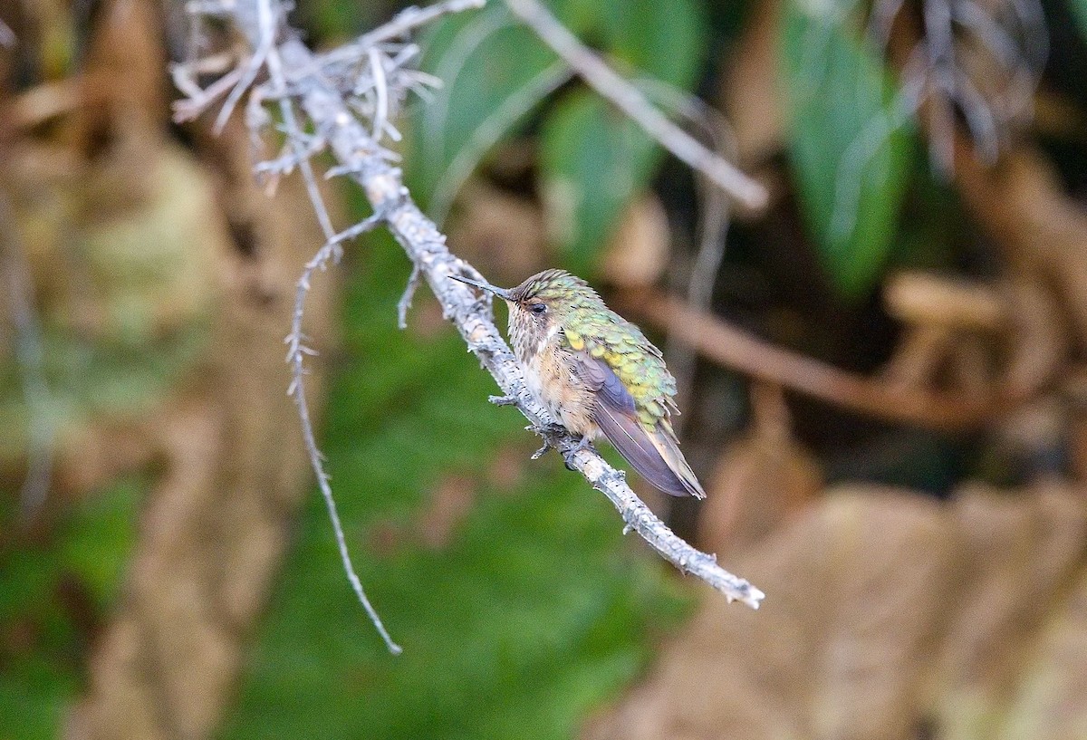 Volcano Hummingbird - ML646397436