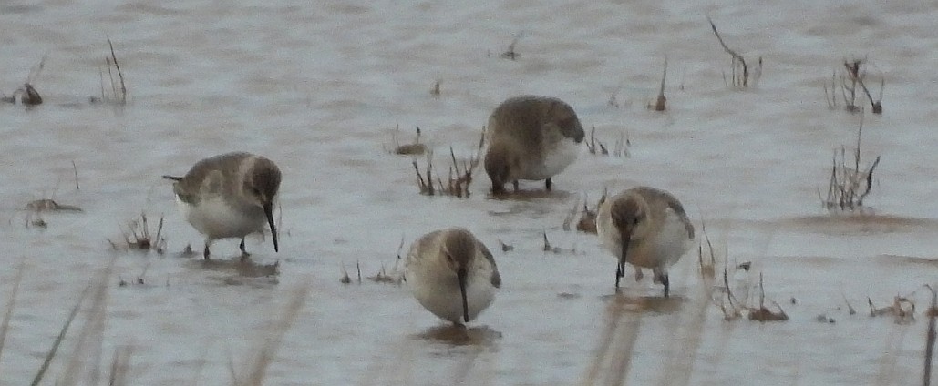 黑腹濱鷸 - ML646397437