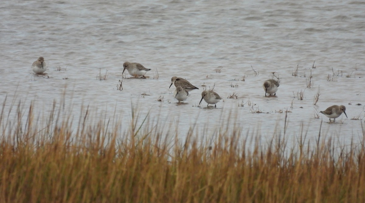 黑腹濱鷸 - ML646397438