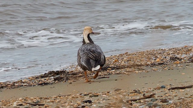 Emperor Goose - ML646397439