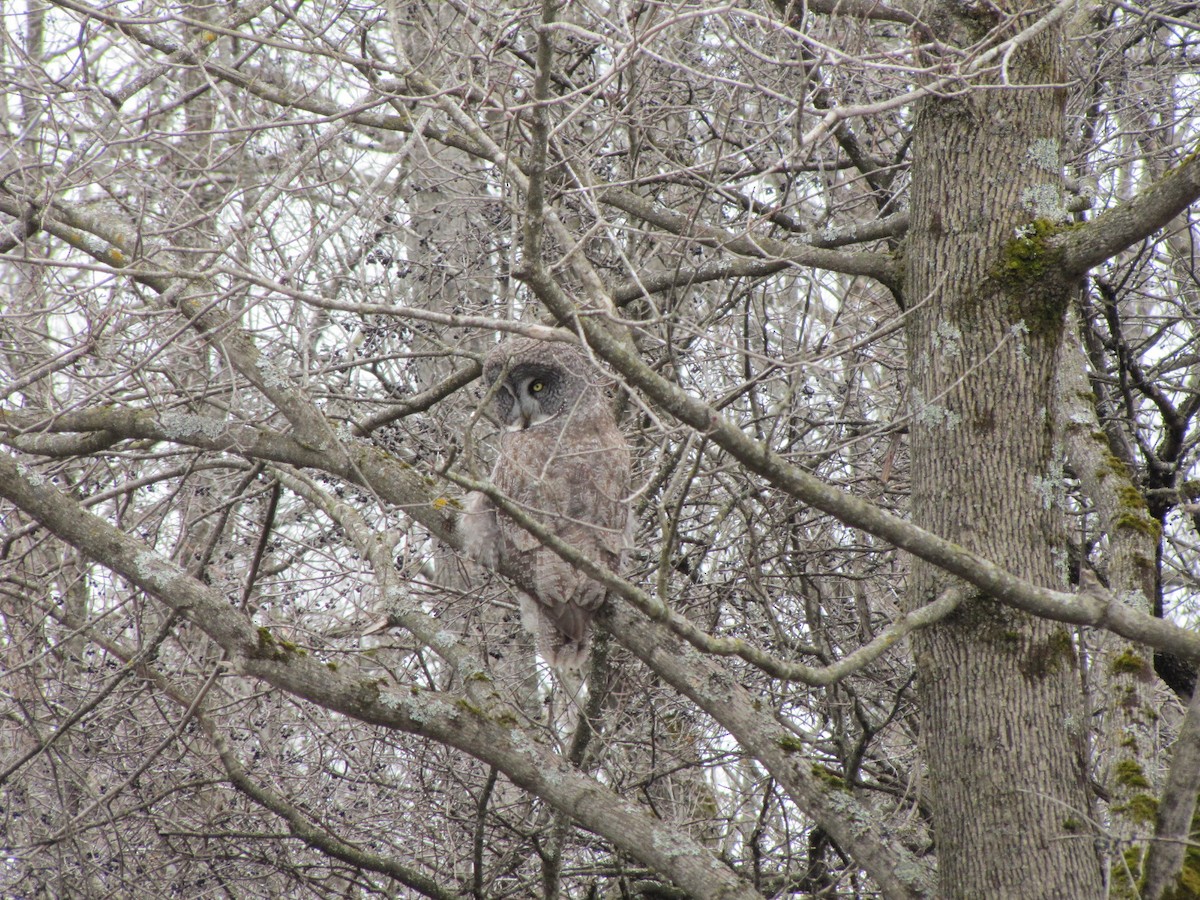 Great Gray Owl - ML646397441