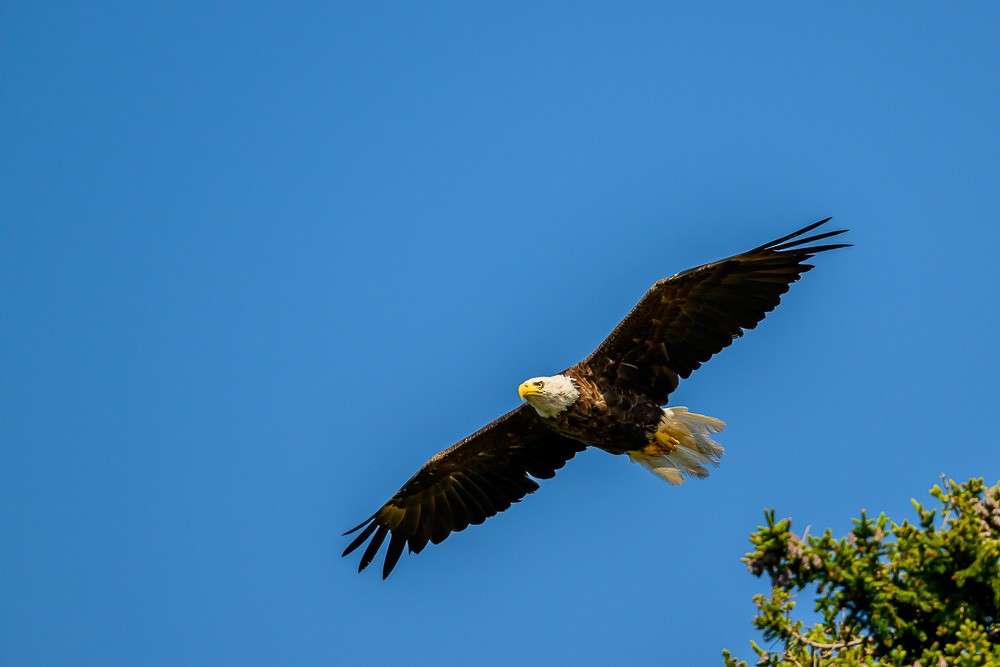 Pygargue à tête blanche - ML646397442