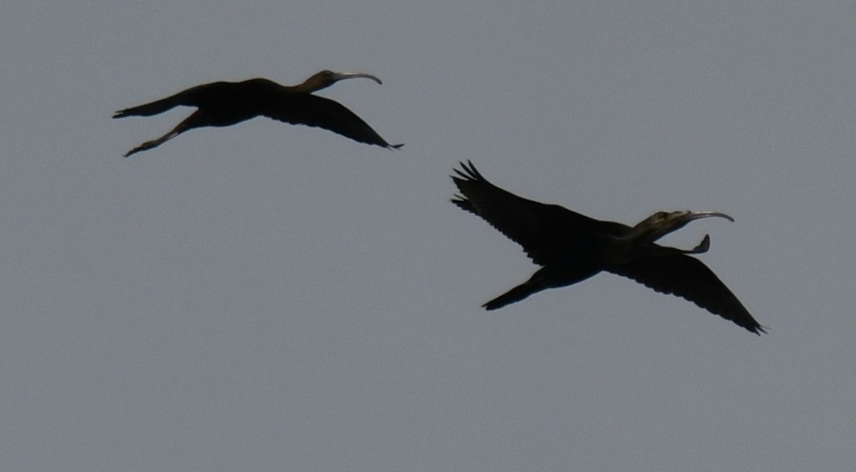 Ibis falcinelle - ML646397444