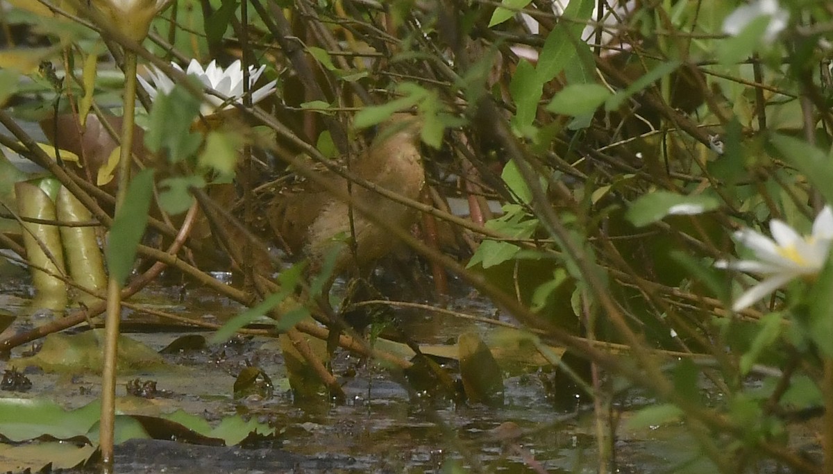 Baillon's Crake - ML646397445
