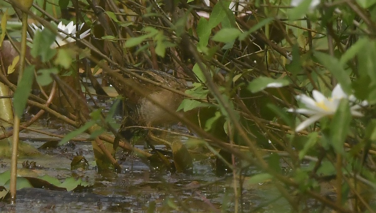 Baillon's Crake - ML646397447