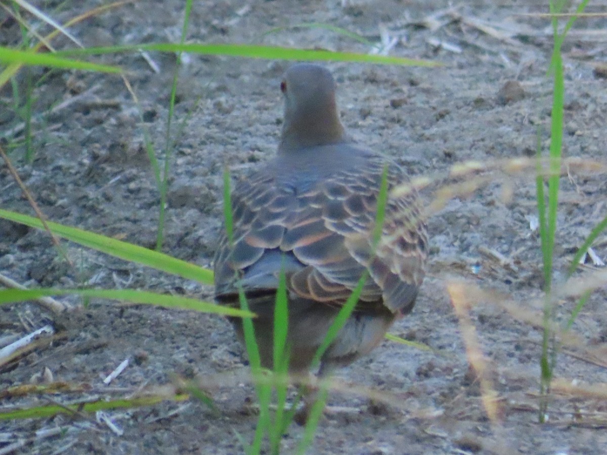 Oriental Turtle-Dove - ML646397448