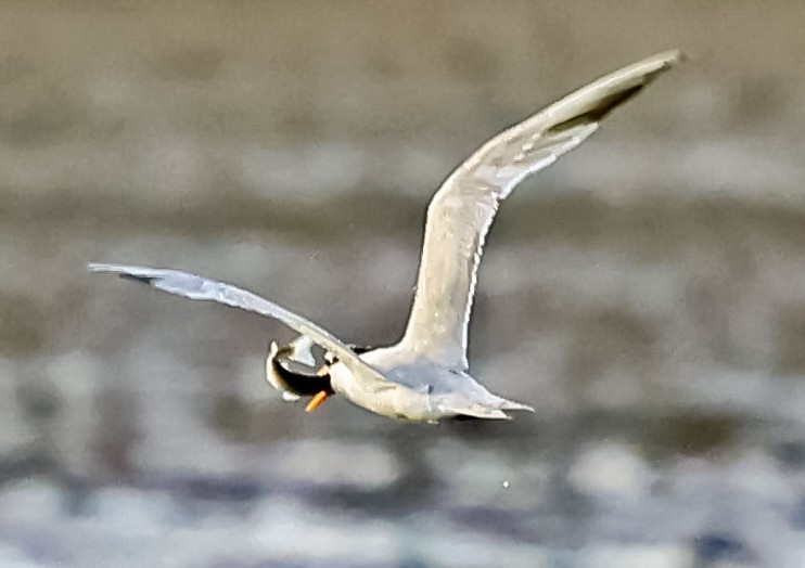 Lesser Crested Tern - ML646397453