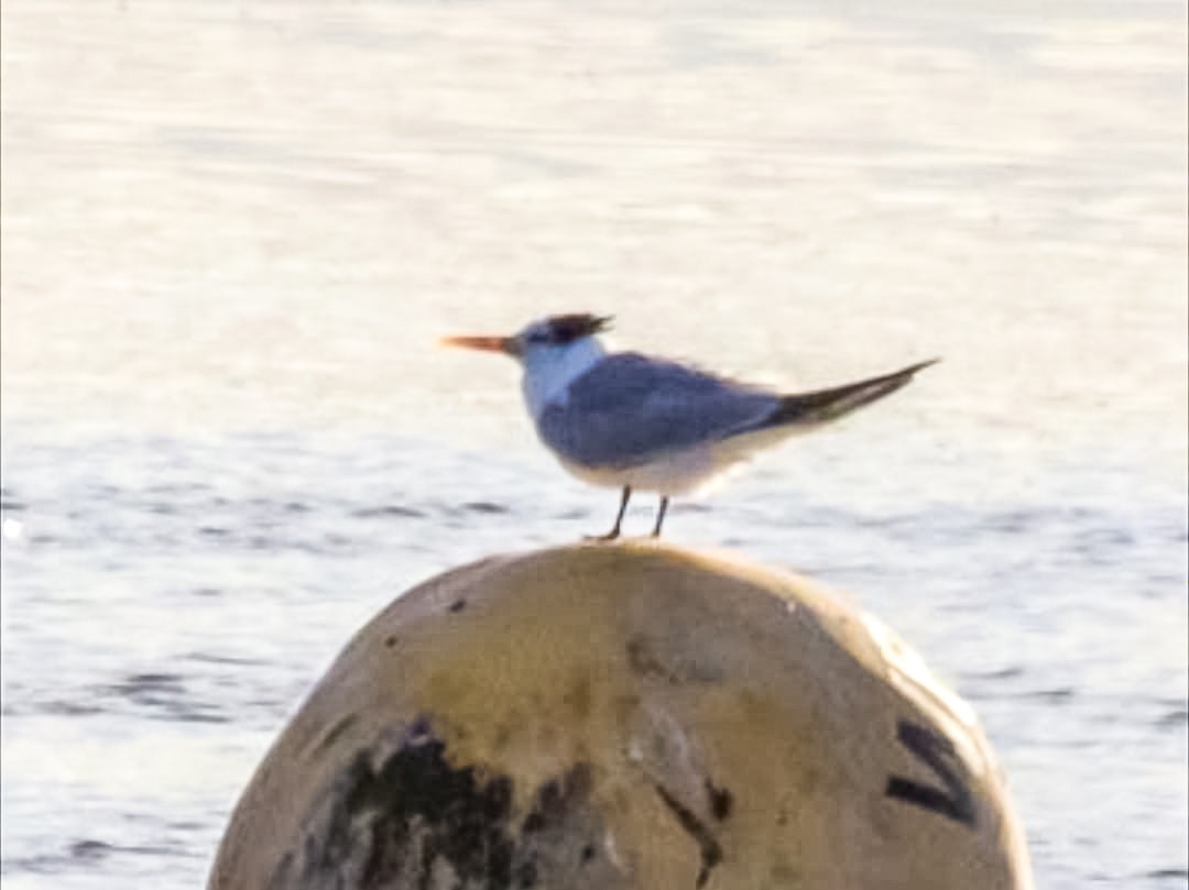 Lesser Crested Tern - ML646397454