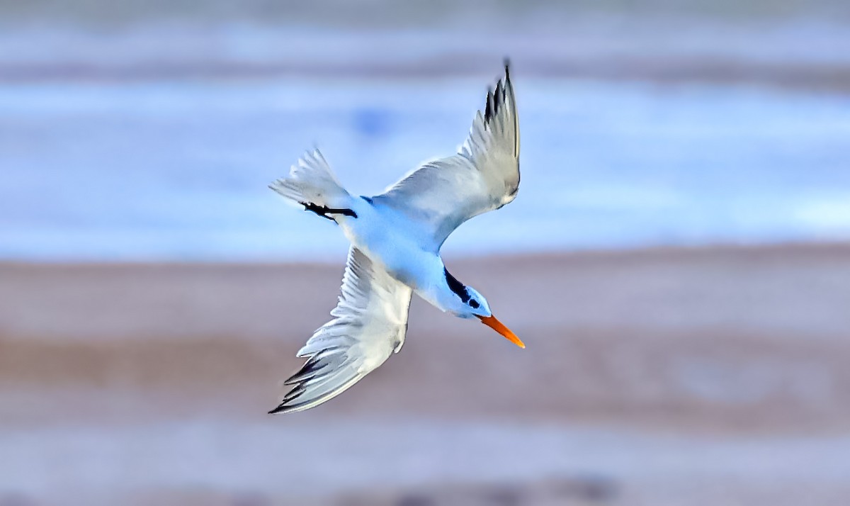 Lesser Crested Tern - ML646397455