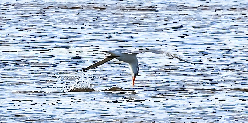 Lesser Crested Tern - ML646397456