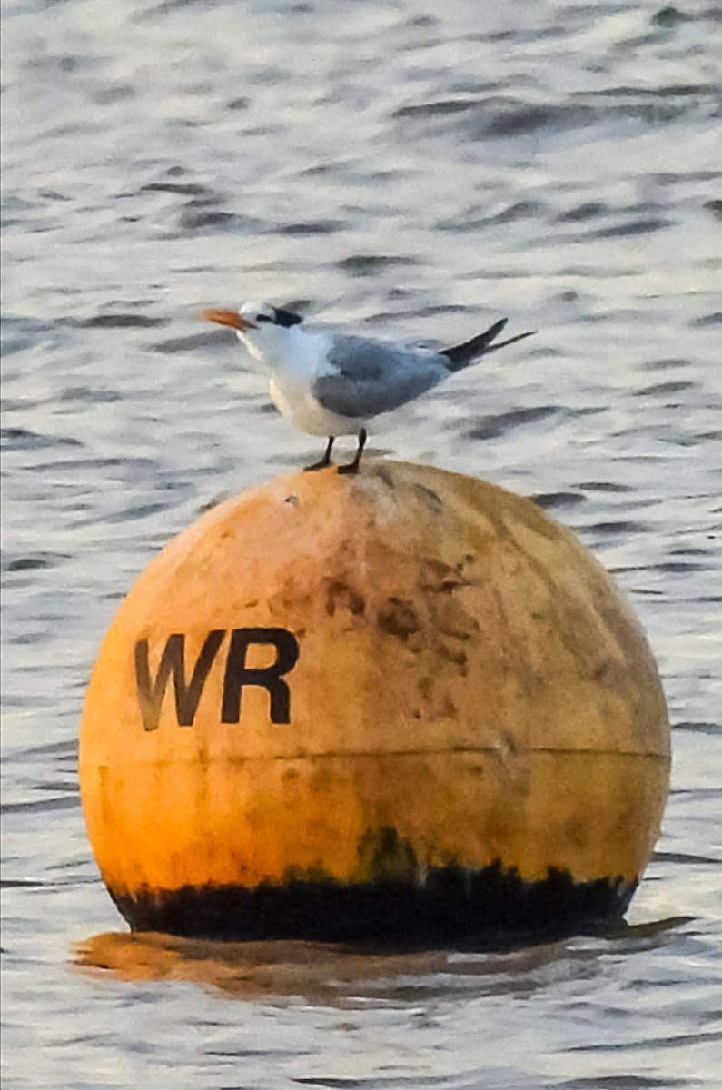 Lesser Crested Tern - ML646397457