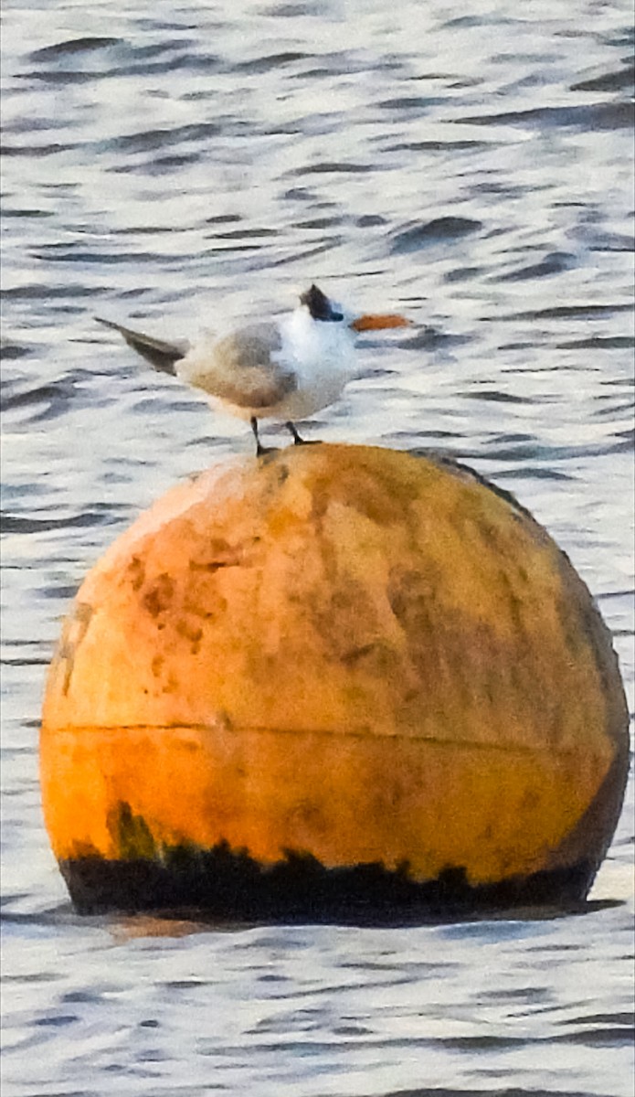 Lesser Crested Tern - ML646397458