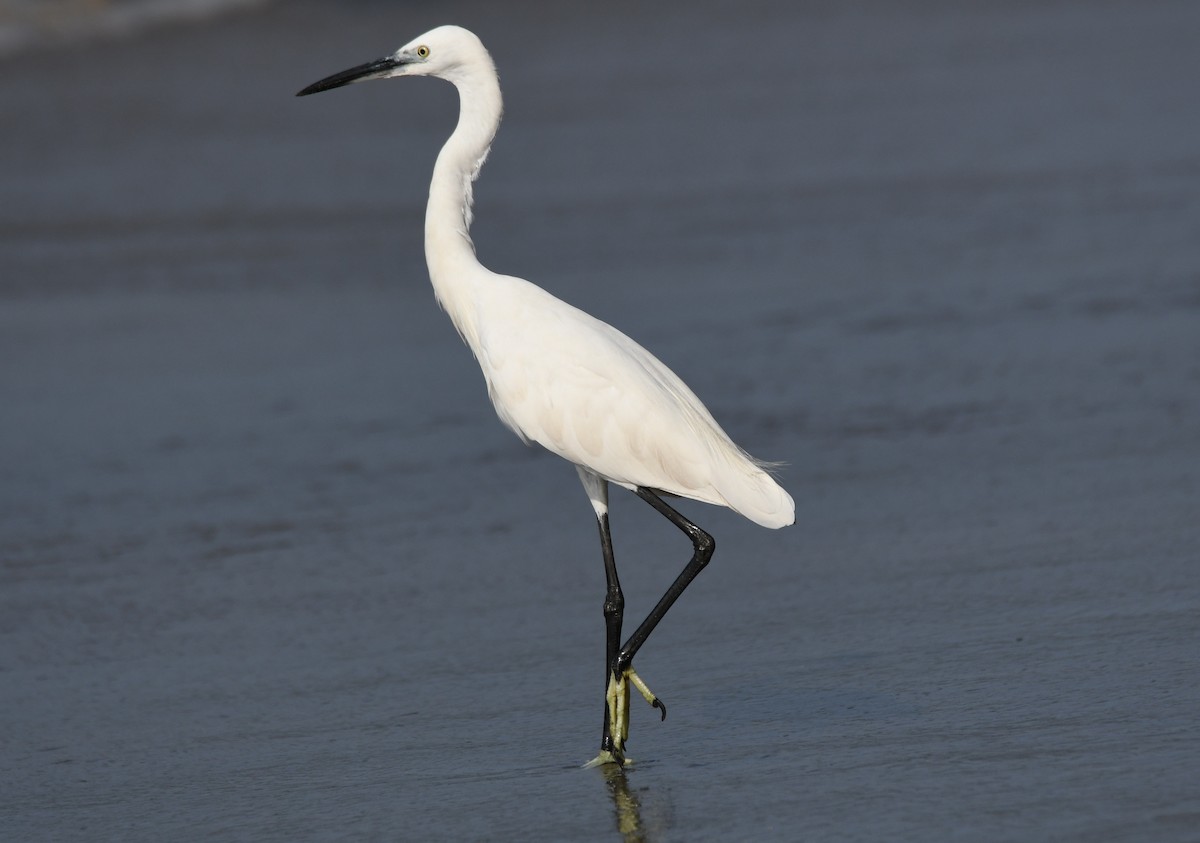 Aigrette garzette - ML646397459