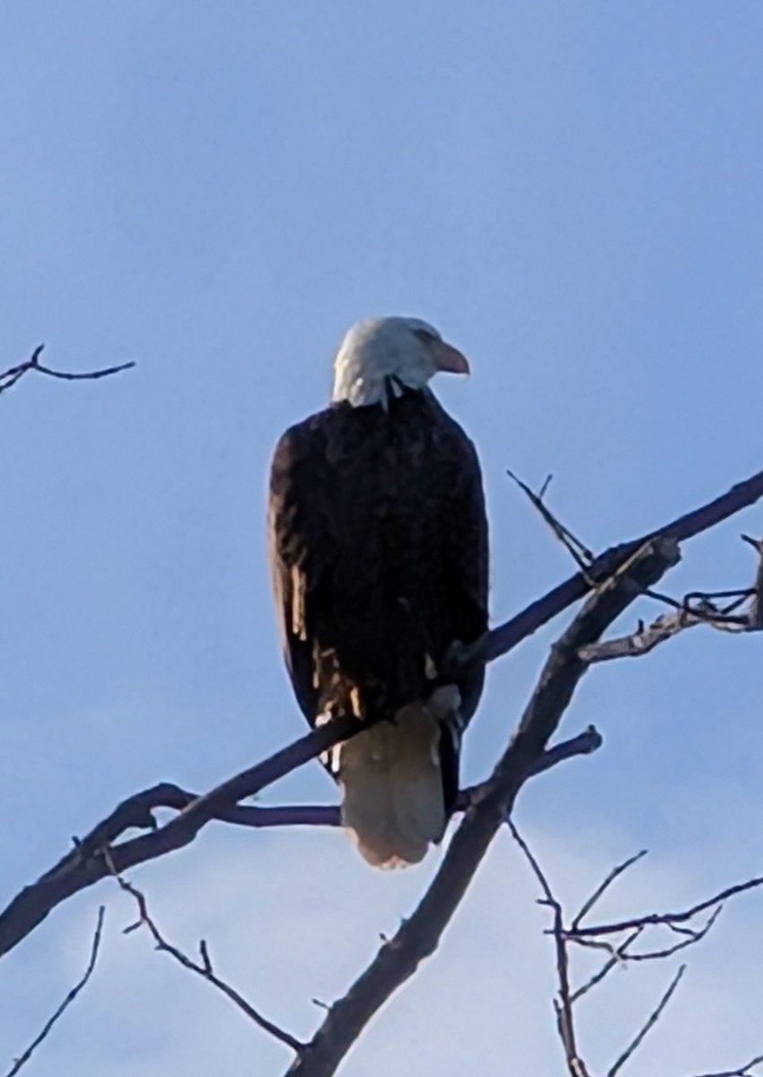 Pygargue à tête blanche - ML646397460