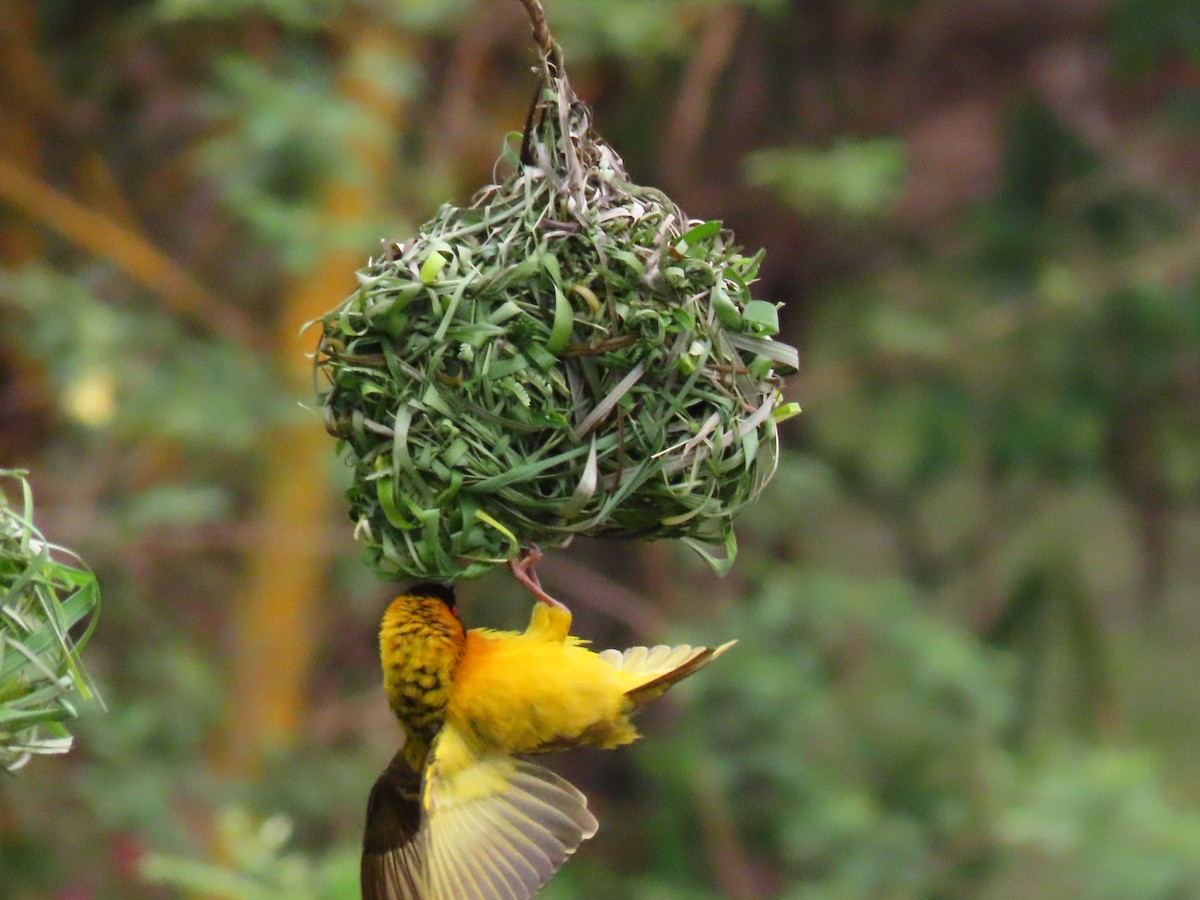 Village Weaver - ML646397461