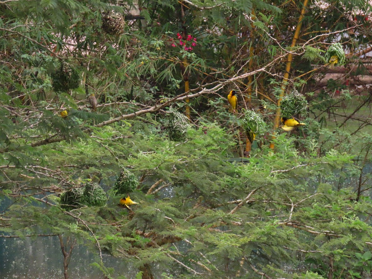 Village Weaver - ML646397465