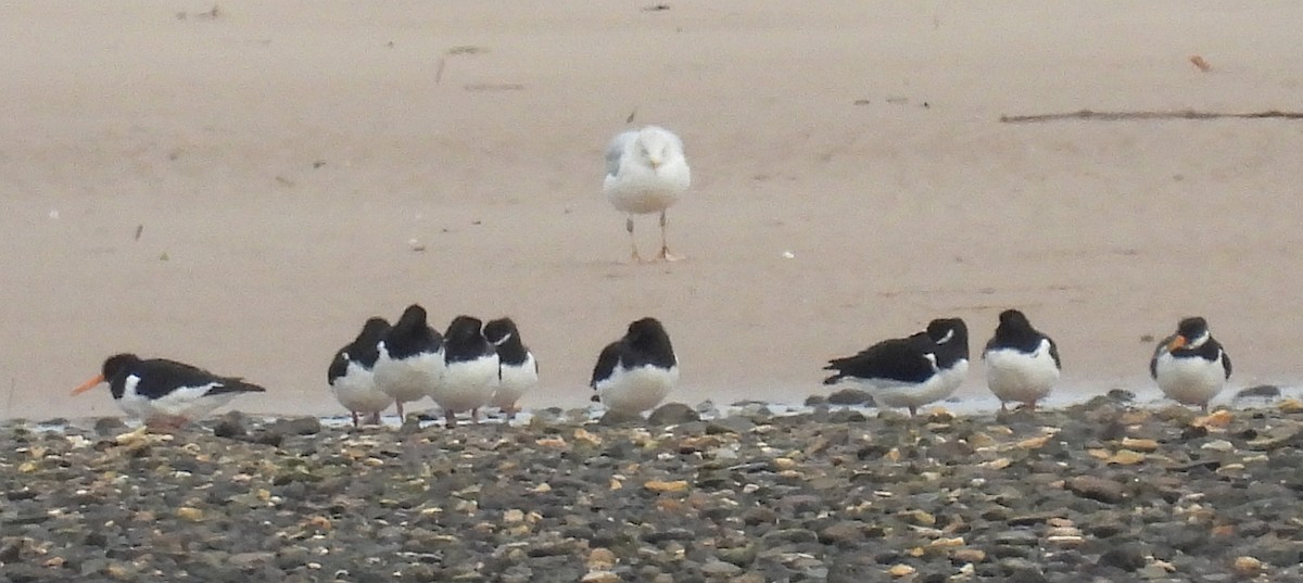 蠣鴴 - ML646397468