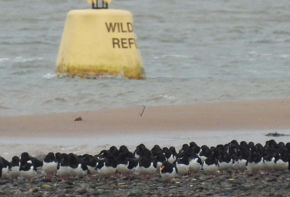 蠣鴴 - ML646397469