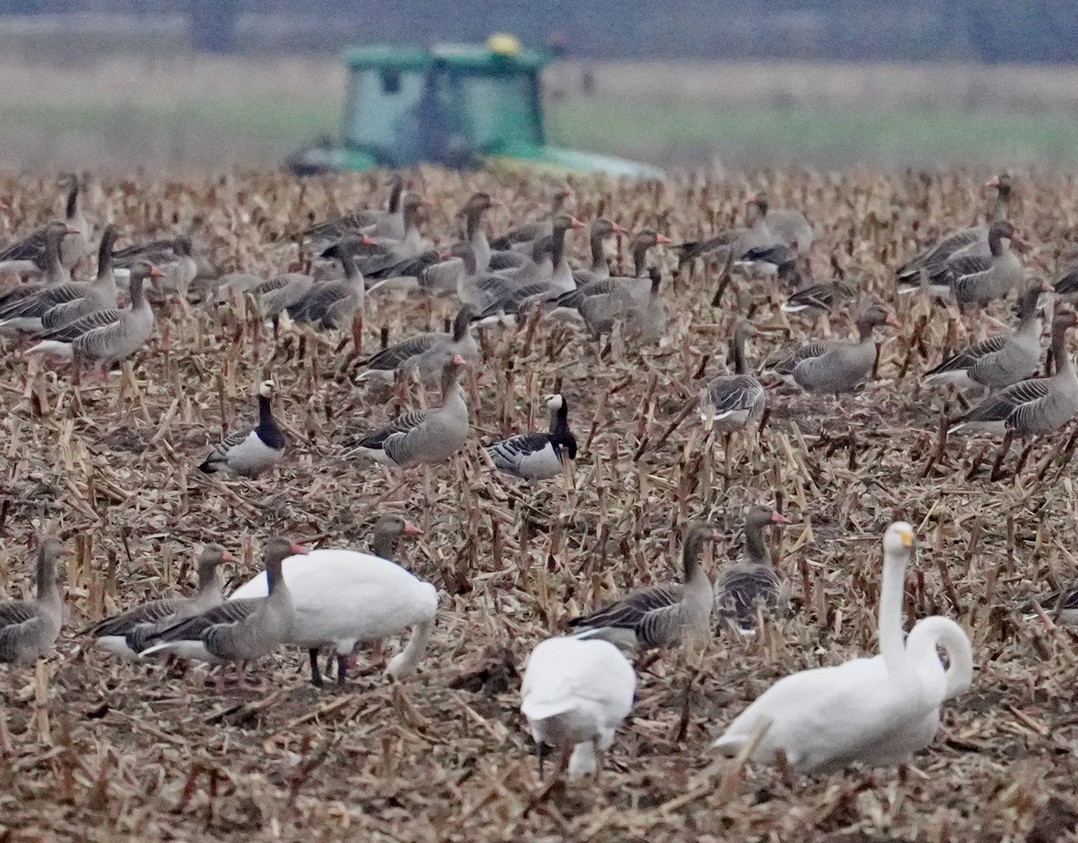 Barnacle Goose - ML646397470