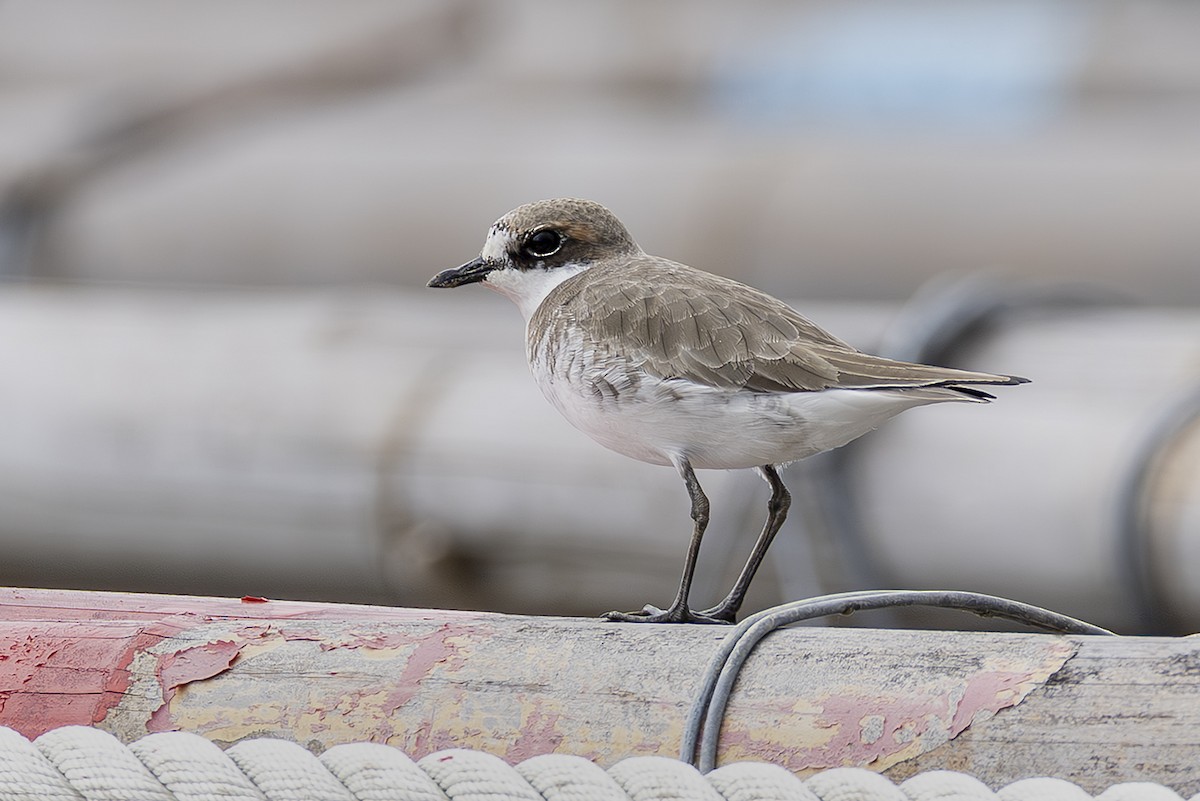 Siberian Sand-Plover - ML646397471