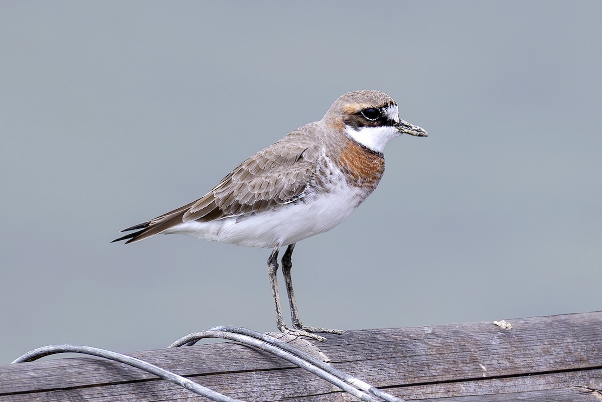 Siberian Sand-Plover - ML646397473
