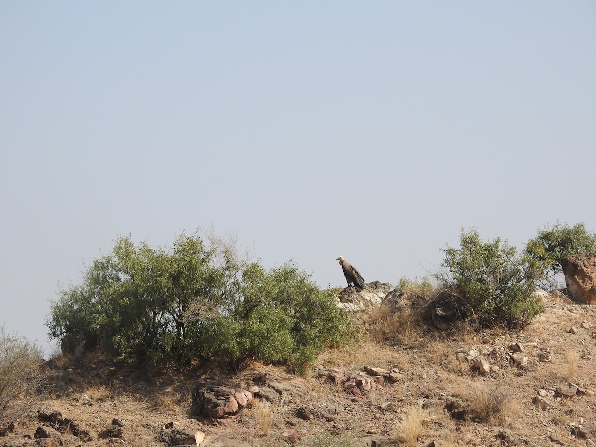 sup bělohlavý - ML646397476