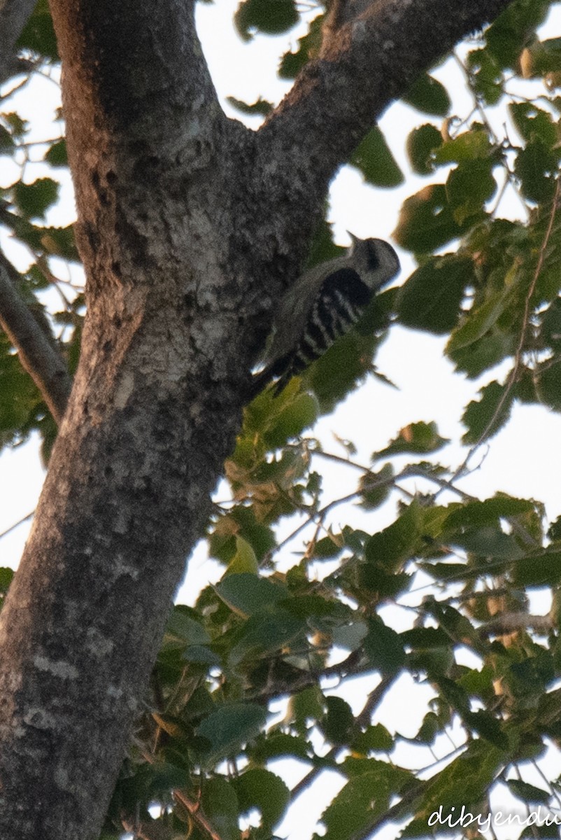 Gray-capped Pygmy Woodpecker - ML646397477