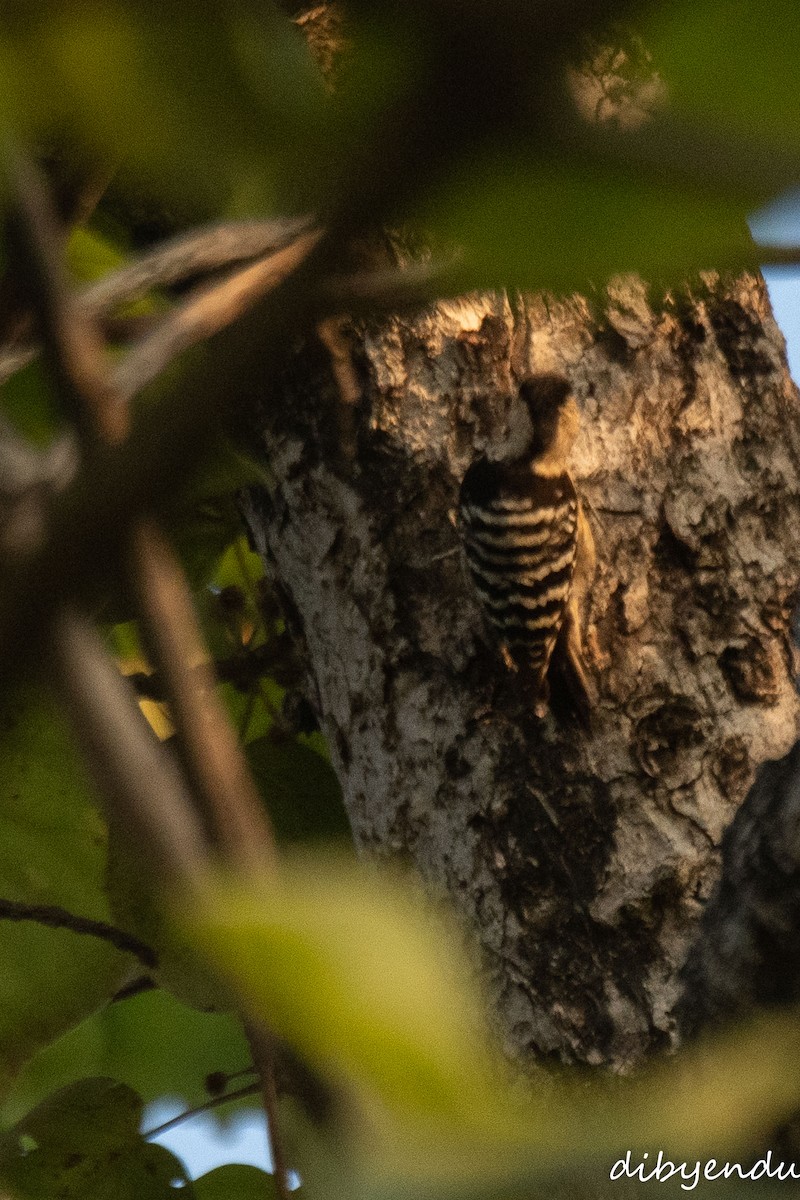 Gray-capped Pygmy Woodpecker - ML646397478