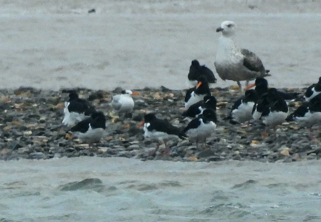 小鳳頭燕鷗 - ML646397479