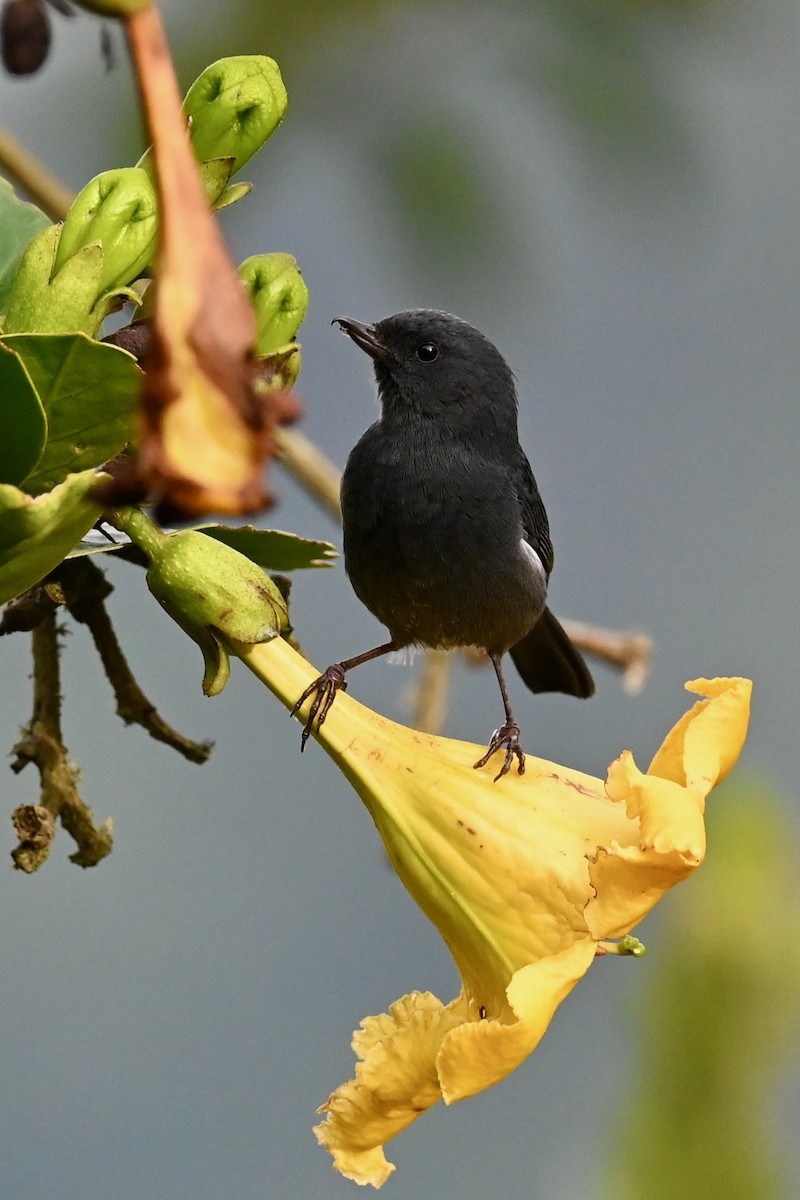 Pinchaflor Flanquiblanco - ML646397480